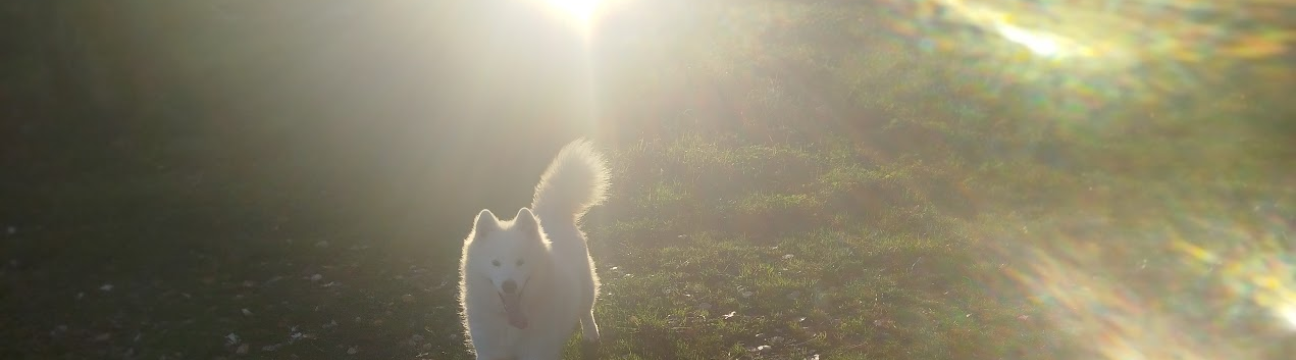 Yuki the Fluffy Cloud